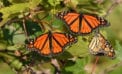 Monarch butterly Monarch butterflies here today, gone tomorrow