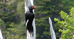 Magellanic Woodpecker Argentina