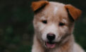 Every dog has its day, even during a pandemic Every dog has its day, even during a pandemic