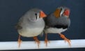 zebra finch birds How zebra finches choose materials for their nests