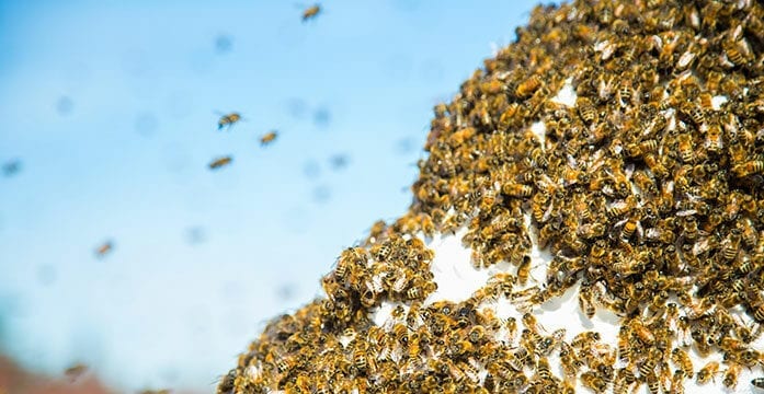 bee swarm insects nature Exploring bee behaviour opens new career possibilities