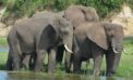 elephants nature wildlife animals What’s in a name when it comes to groups of animals?