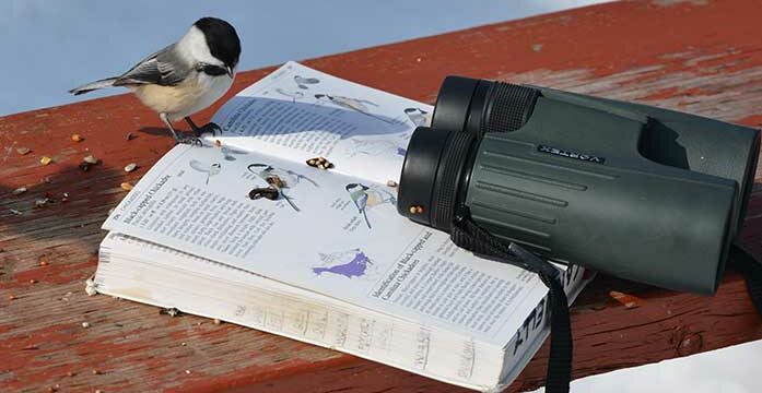 black-capped chickadee bird watching nature wildlife animals Kid-friendly, nature-themed activities to do during COVID-19