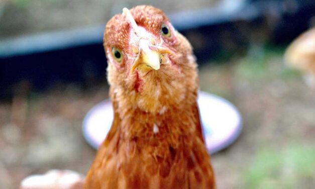 Chicken feathers offer solution to heavy metal contamination in water