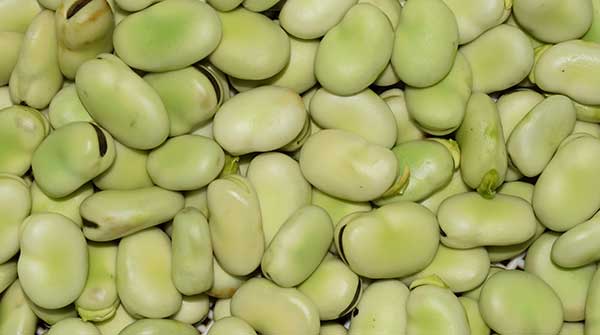 faba beans plant-based protein food